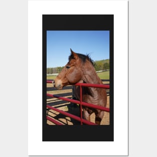 bay horse with red fence Posters and Art